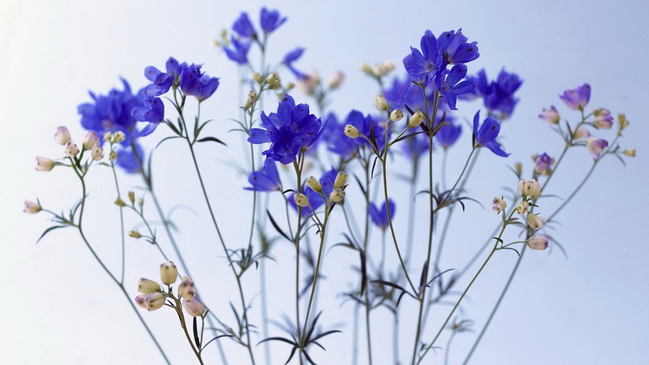 Обои цветы, синее, васильки, flowers, blue, cornflowers разрешение 1920x1080 Загрузить