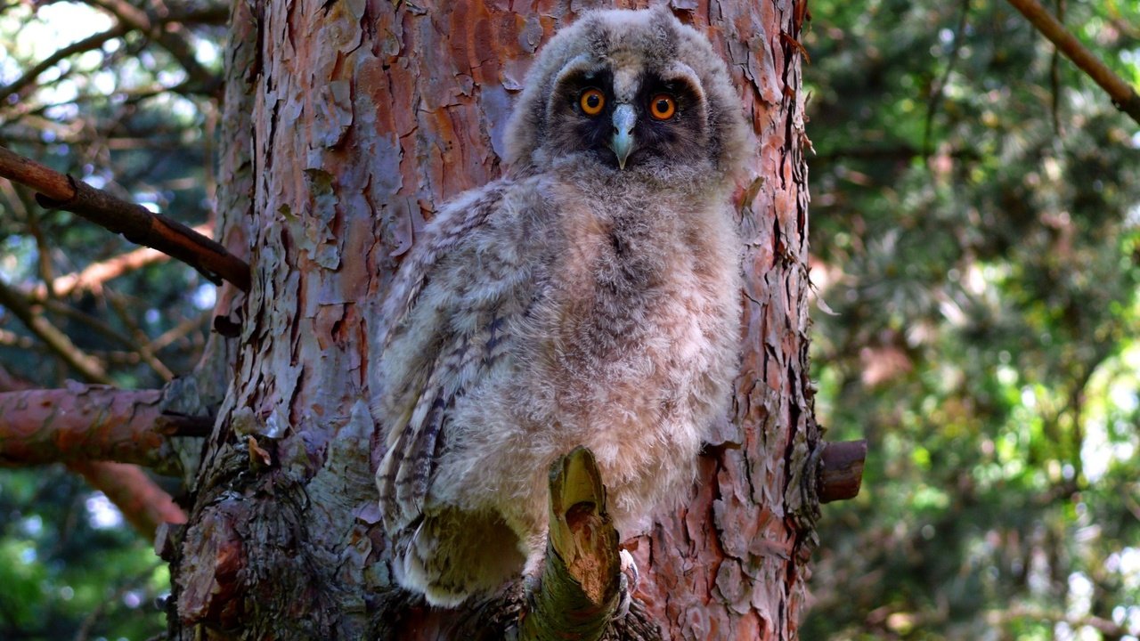 Обои сова, птенец, дерево, лес, птица, филин, ушастая сова, owl, chick, tree, forest, bird, long-eared owl разрешение 1920x1200 Загрузить