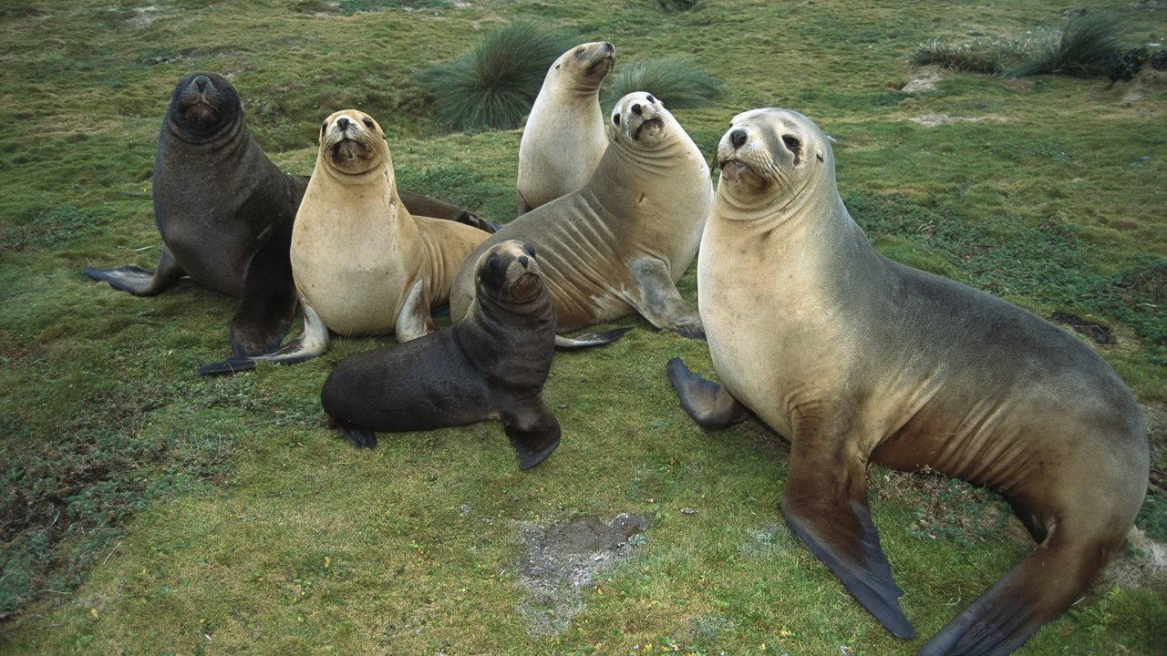 Обои животные, отдых, семья, забота, стая, тюлени, морские котики, animals, stay, family, care, pack, seals, navy seals разрешение 1920x1200 Загрузить