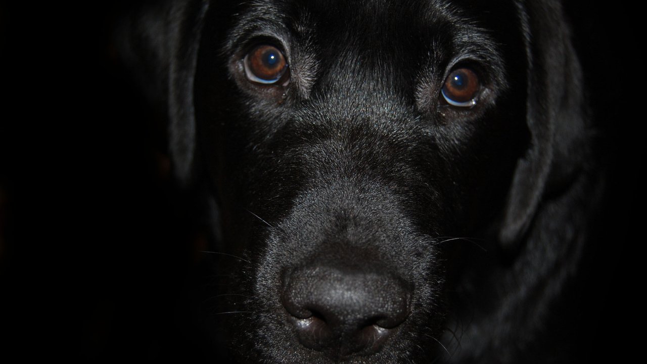 Обои взгляд, собака, лабрадор-ретривер, черный лабрадор, look, dog, labrador retriever, black labrador разрешение 1920x1277 Загрузить