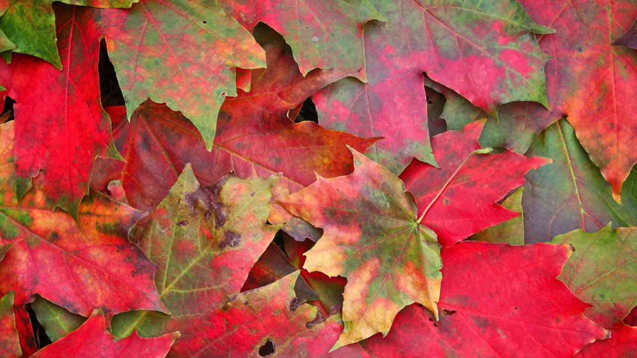 Обои природа, листья, макро, осень, клен, листопад, nature, leaves, macro, autumn, maple, falling leaves разрешение 1920x1200 Загрузить