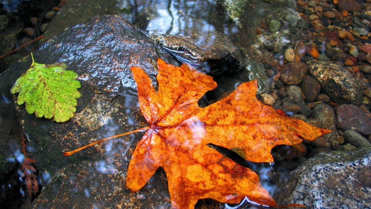 Обои вода, камни, листья, осень, лист, клен, мокрый, water, stones, leaves, autumn, sheet, maple, wet разрешение 1920x1200 Загрузить