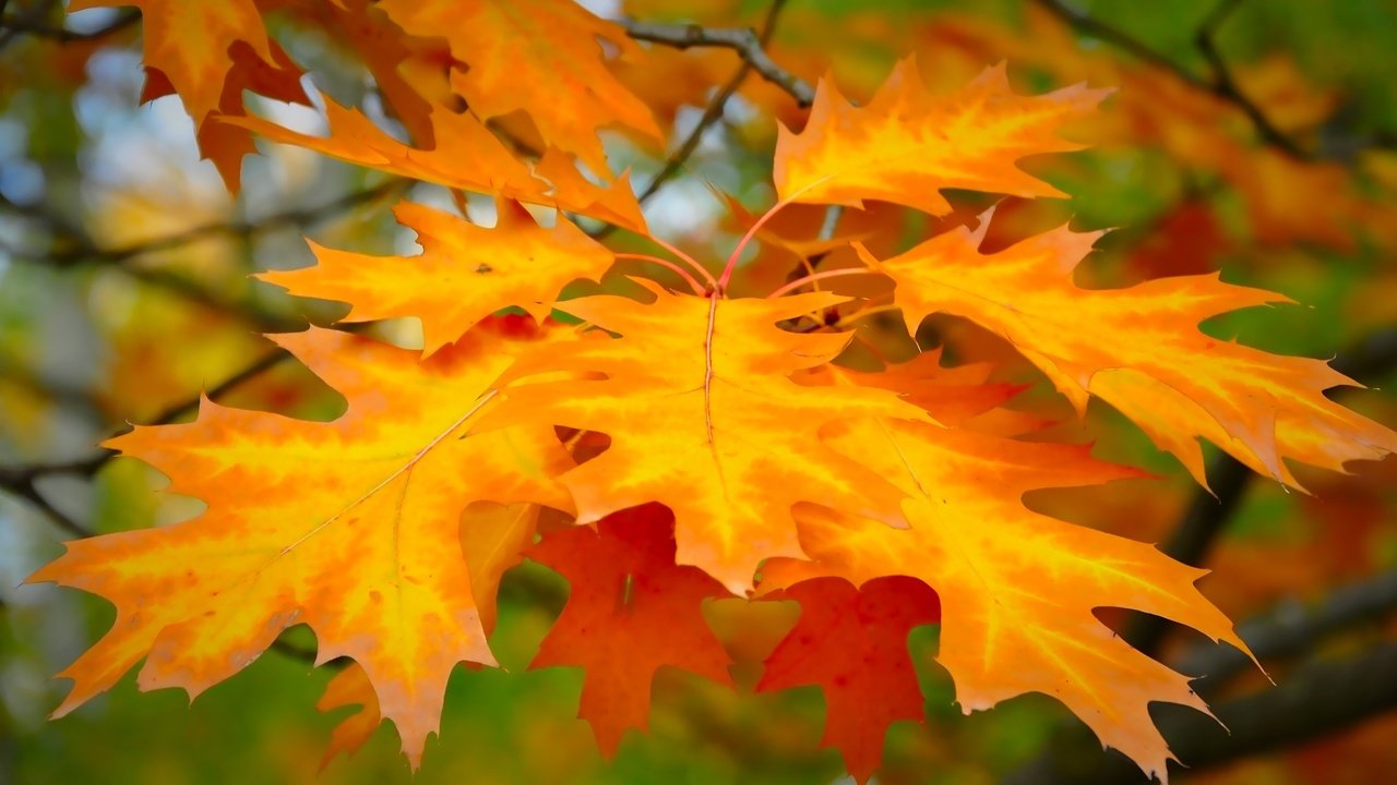 Обои листья, фон, ветки, осень, размытость, клен, красивые, leaves, background, branches, autumn, blur, maple, beautiful разрешение 1920x1200 Загрузить