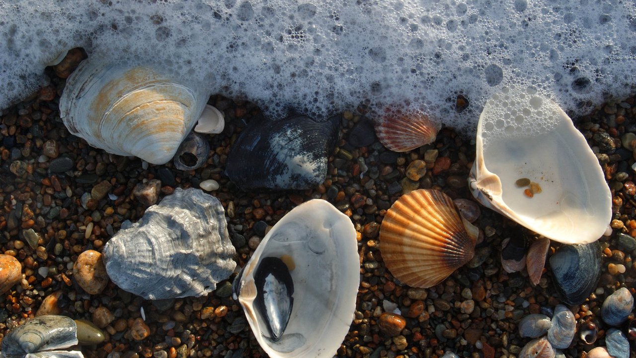 Обои вода, камни, макро, море, пляж, ракушки, морская пена, water, stones, macro, sea, beach, shell, sea foam разрешение 1920x1277 Загрузить