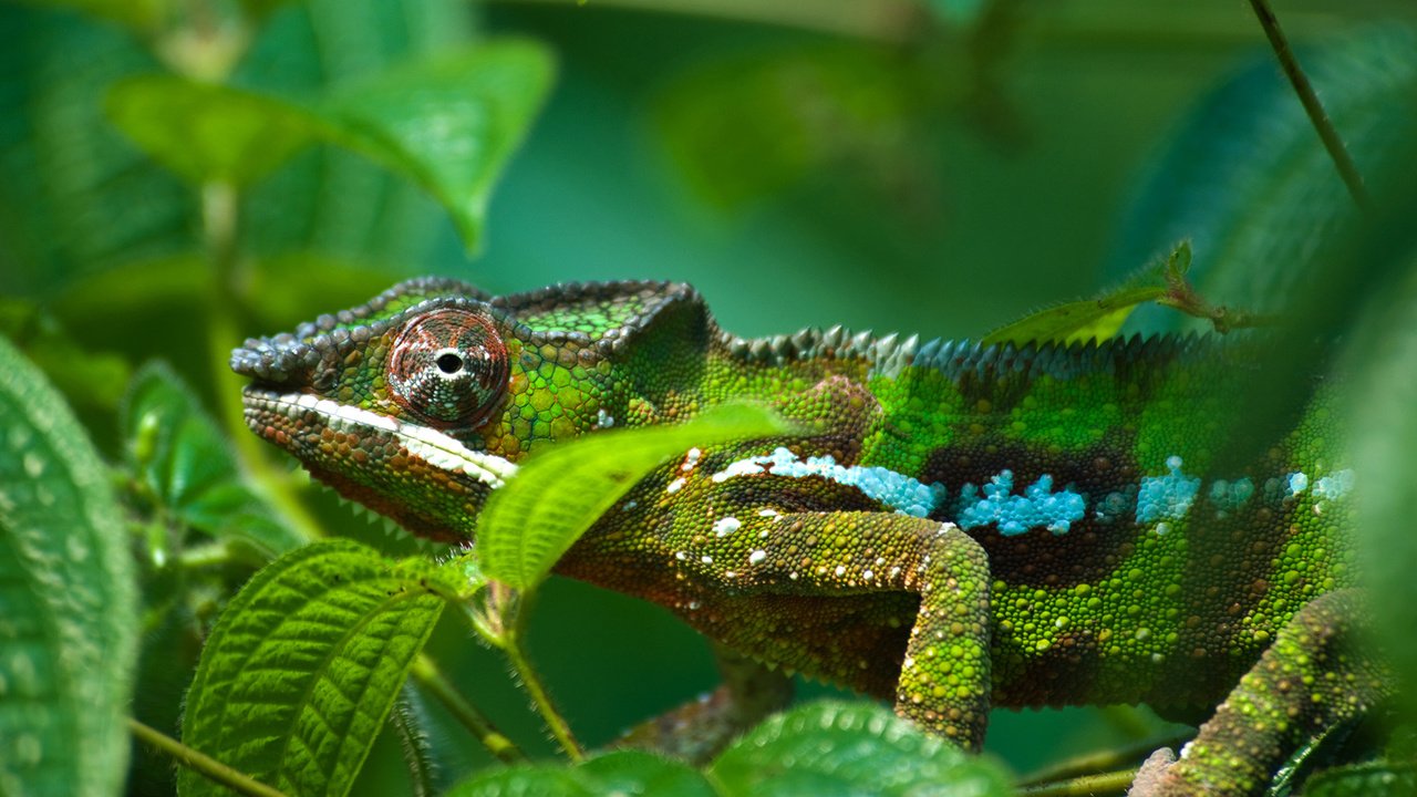 Обои листва, ящерица, зеленая, окрас, хамелеон, яркий, рептилия, foliage, lizard, green, color, chameleon, bright, reptile разрешение 1920x1080 Загрузить