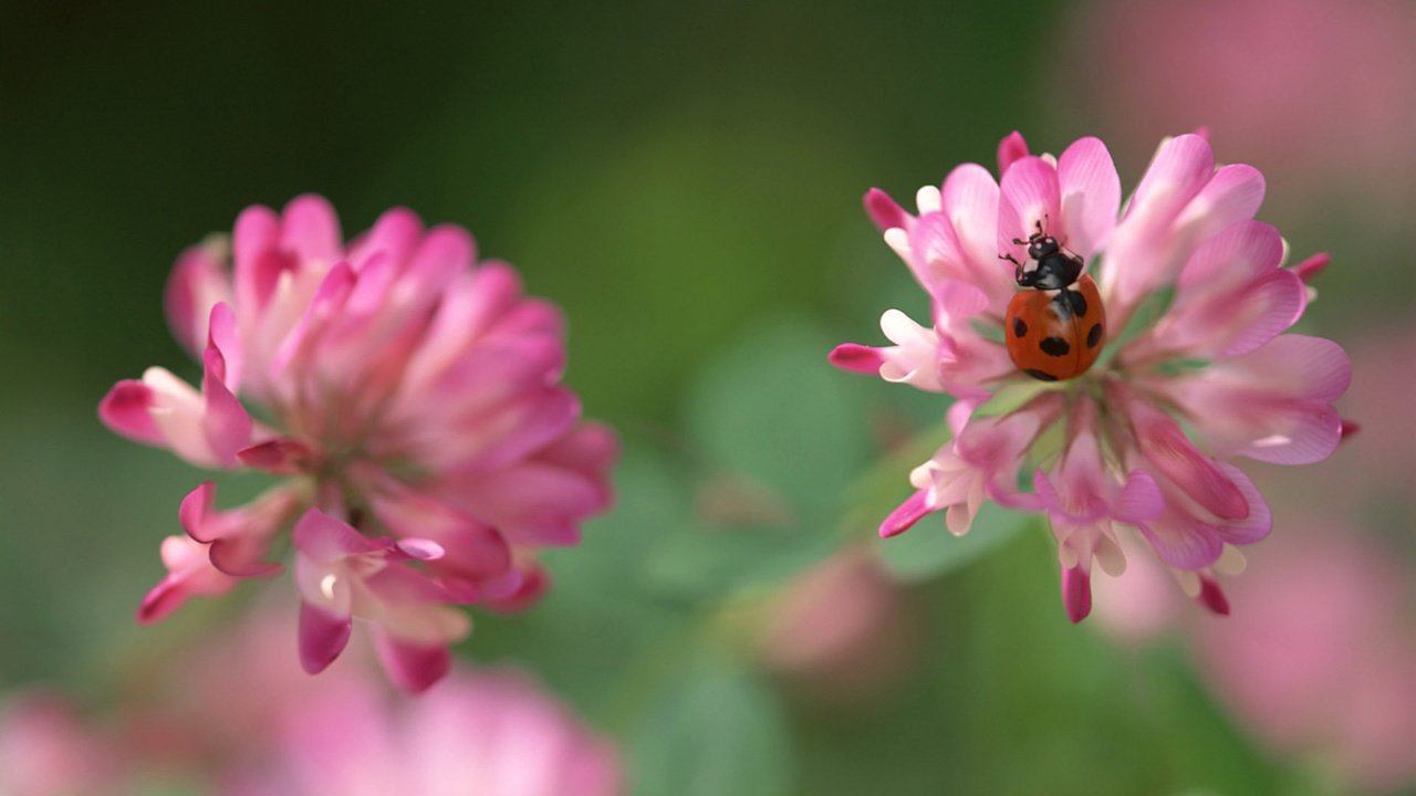 Обои клевер, насекомое, божья коровка, розовый, clover, insect, ladybug, pink разрешение 1920x1200 Загрузить