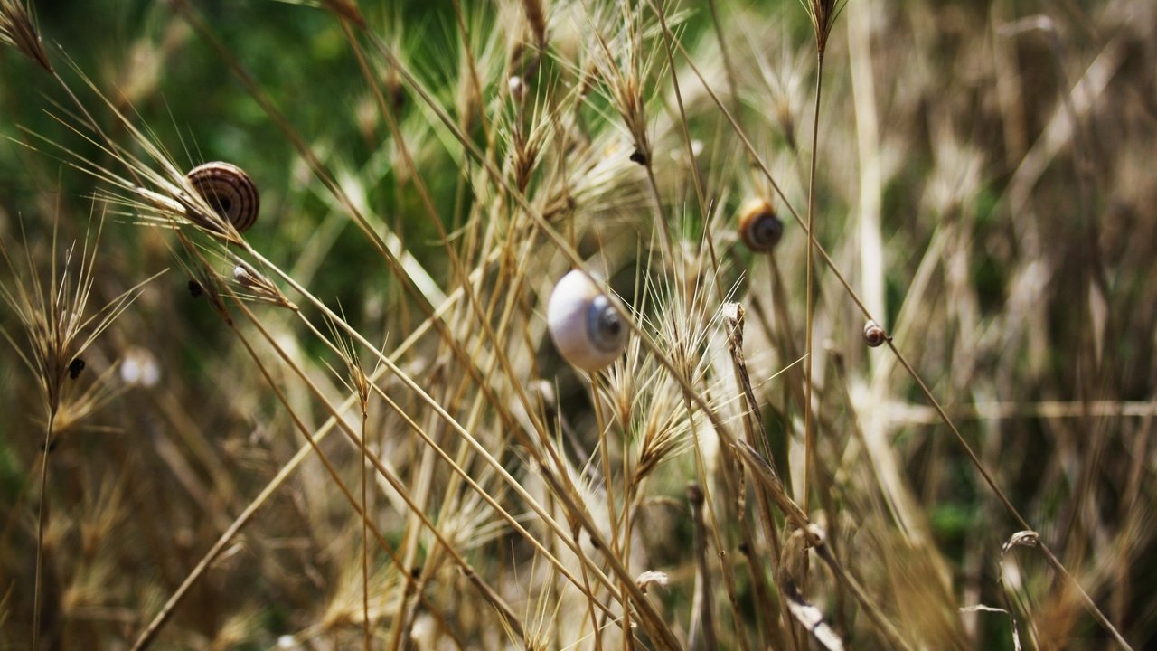 Обои трава, насекомые, колоски, улитки, grass, insects, spikelets, snails разрешение 1920x1280 Загрузить