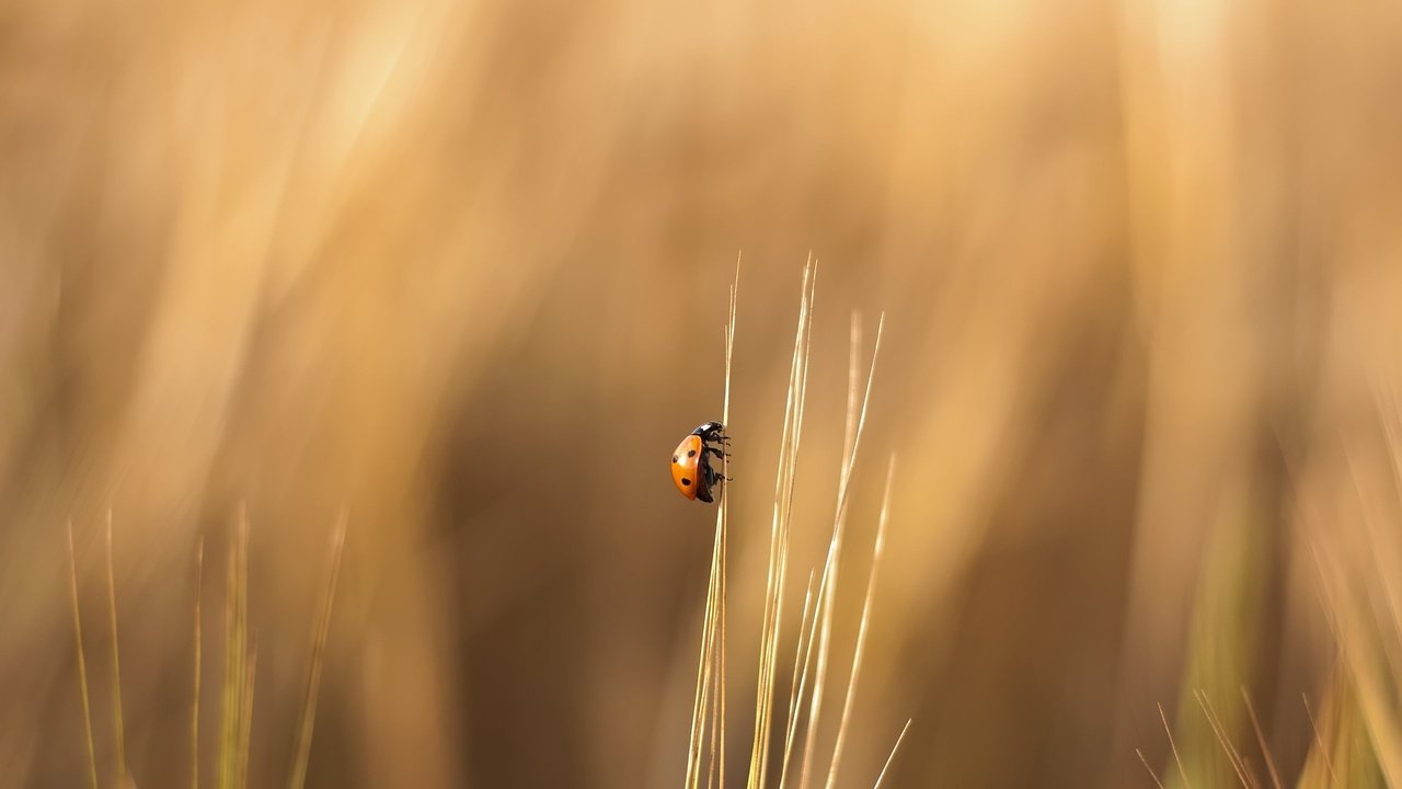 Обои трава, природа, лето, насекомые, божья коровка, травинка, grass, nature, summer, insects, ladybug, a blade of grass разрешение 2560x1600 Загрузить