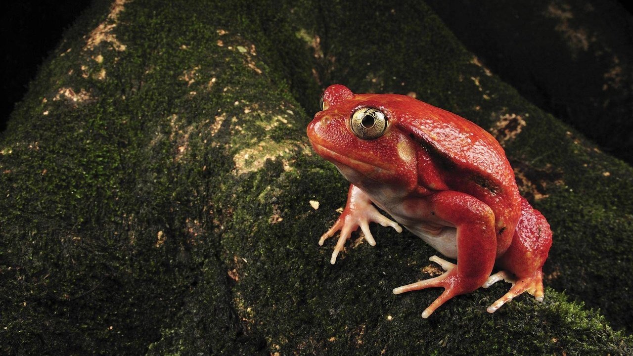 Обои красная, лягушка, мох, окрас, необычная, жаба, земноводные, red, frog, moss, color, unusual, toad, amphibians разрешение 1920x1200 Загрузить
