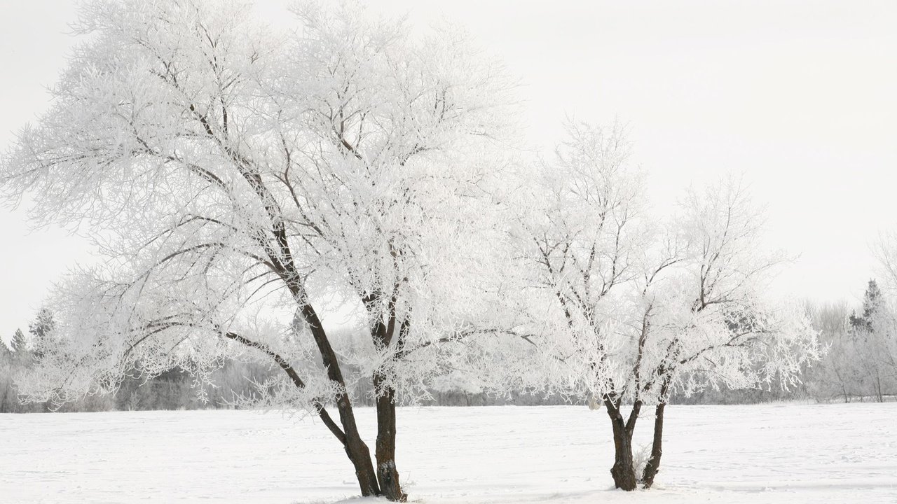 Обои снег, дерево, зима, snow, tree, winter разрешение 1920x1200 Загрузить