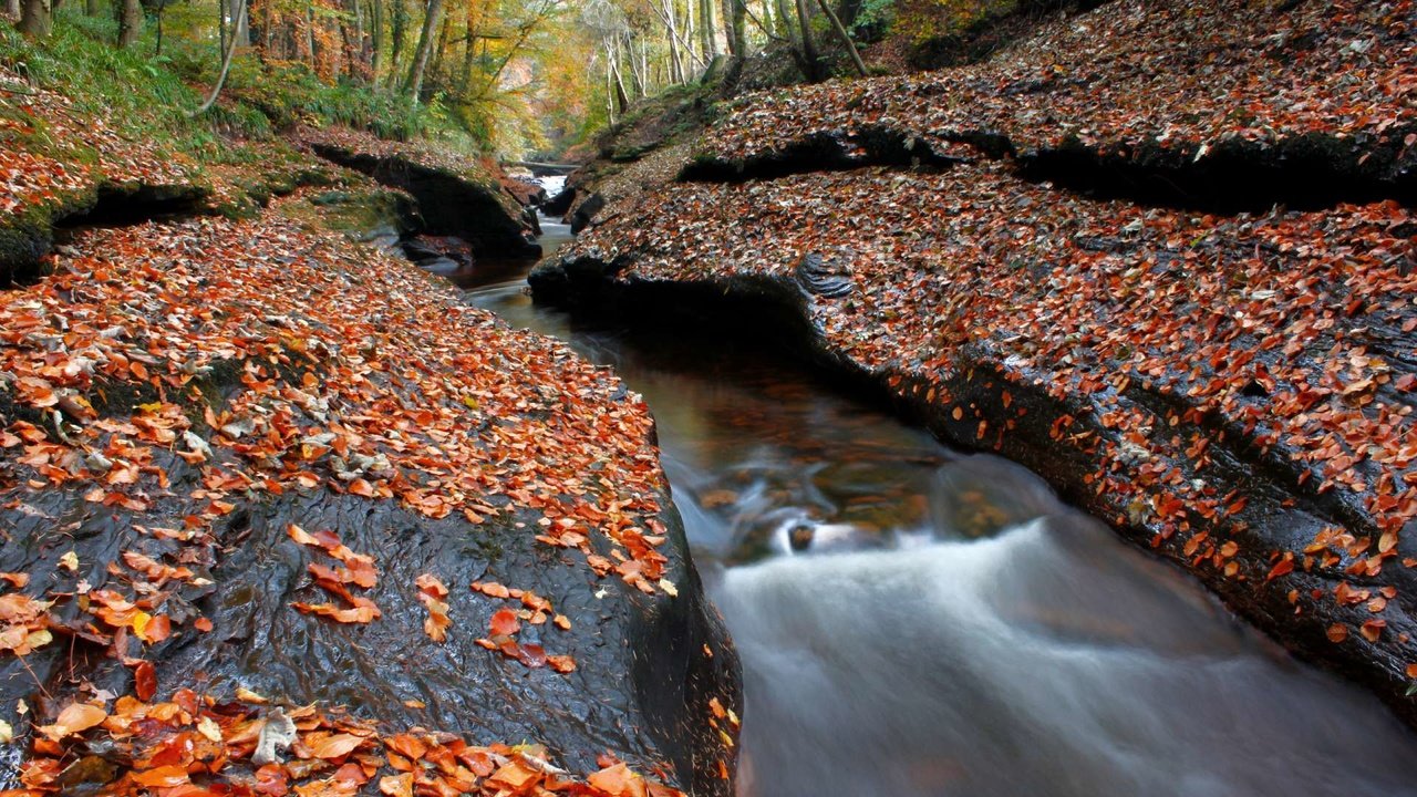 Обои деревья, лес, ручей, осень, листопад, осенние листья, trees, forest, stream, autumn, falling leaves, autumn leaves разрешение 1920x1200 Загрузить