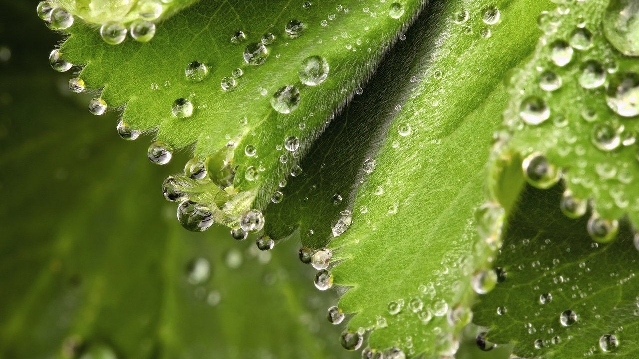 Обои зеленые листочки, капельки росы, green leaves, drops of dew разрешение 1920x1200 Загрузить