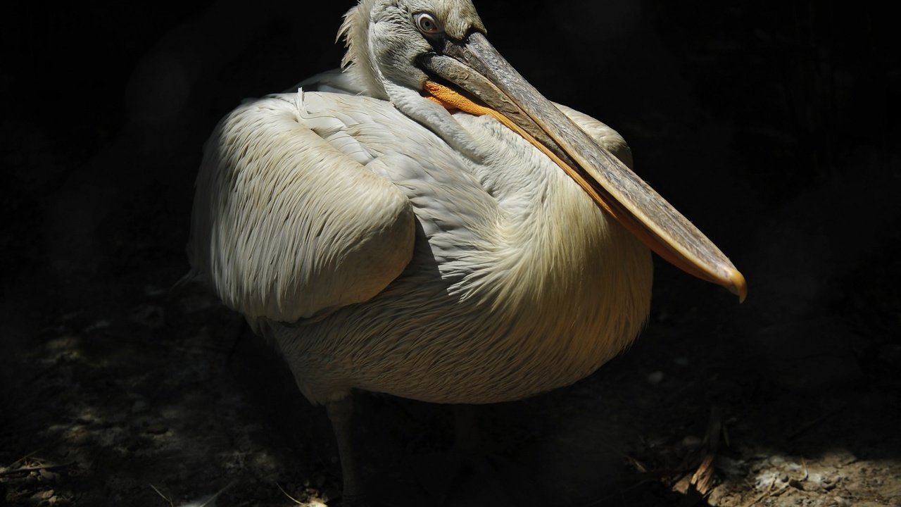 Обои птица, клюв, перья, пеликан, bird, beak, feathers, pelican разрешение 1920x1200 Загрузить