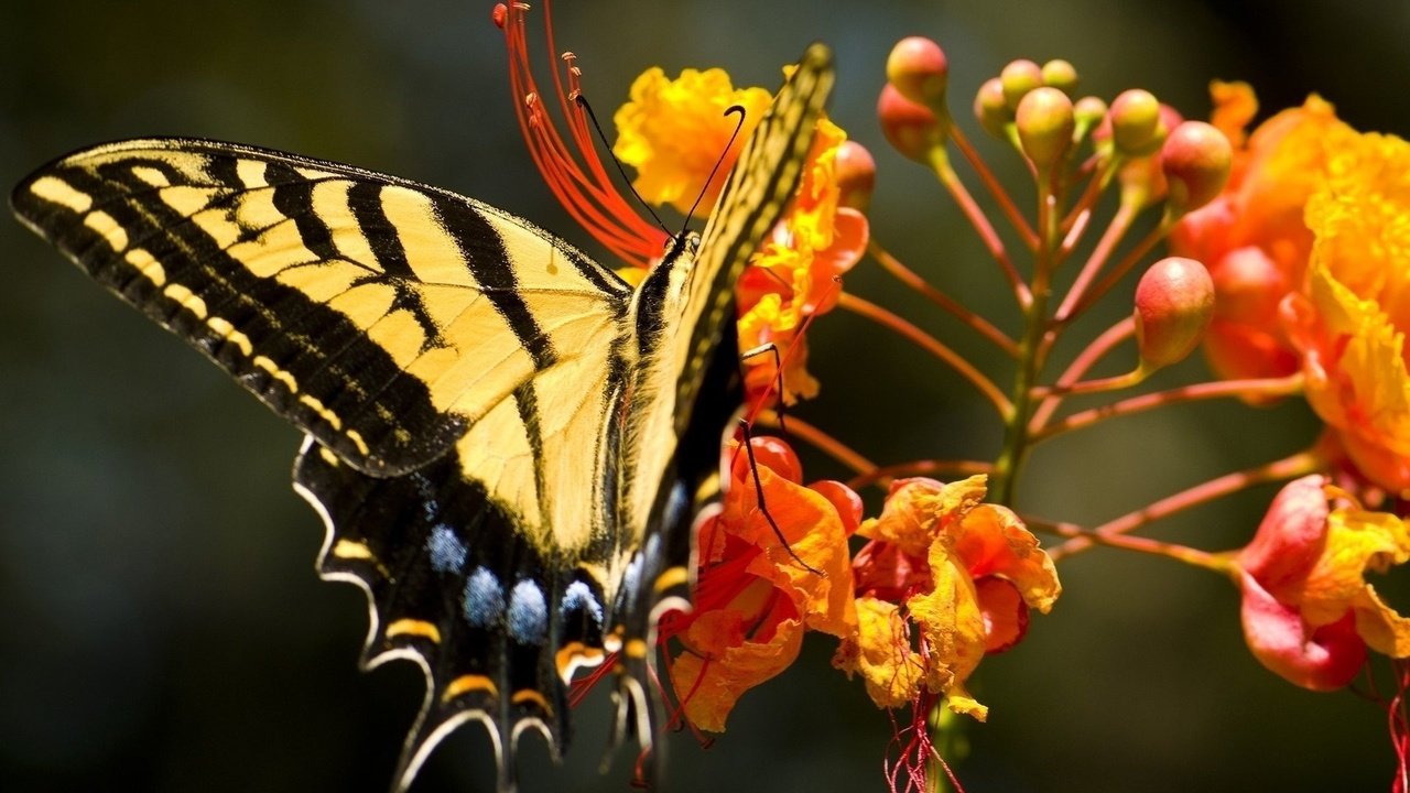 Обои насекомое, цветок, бабочка, крылья, насекомые, махаон, insect, flower, butterfly, wings, insects, swallowtail разрешение 1920x1080 Загрузить