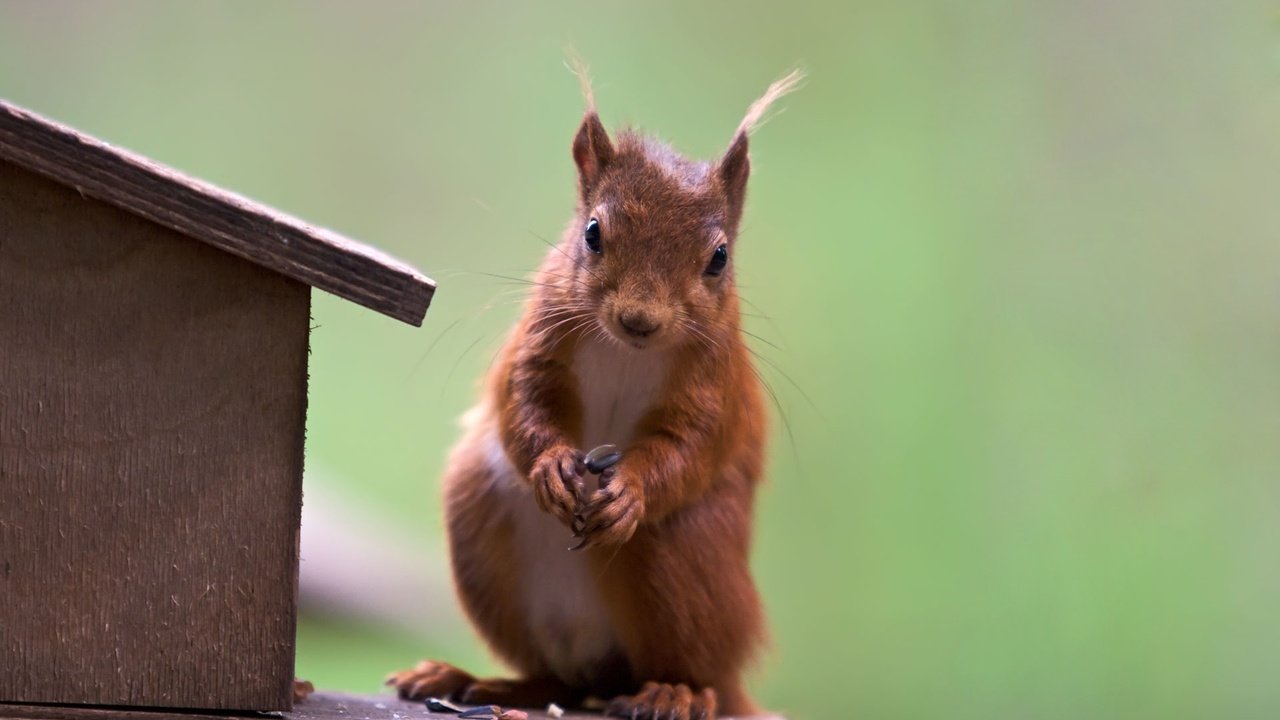 Обои рыжая, белочка, red, squirrel разрешение 1920x1200 Загрузить