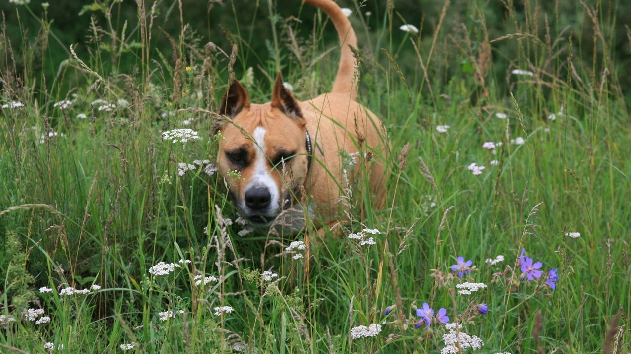 Обои цветы, трава, собака, друг, flowers, grass, dog, each разрешение 1920x1280 Загрузить