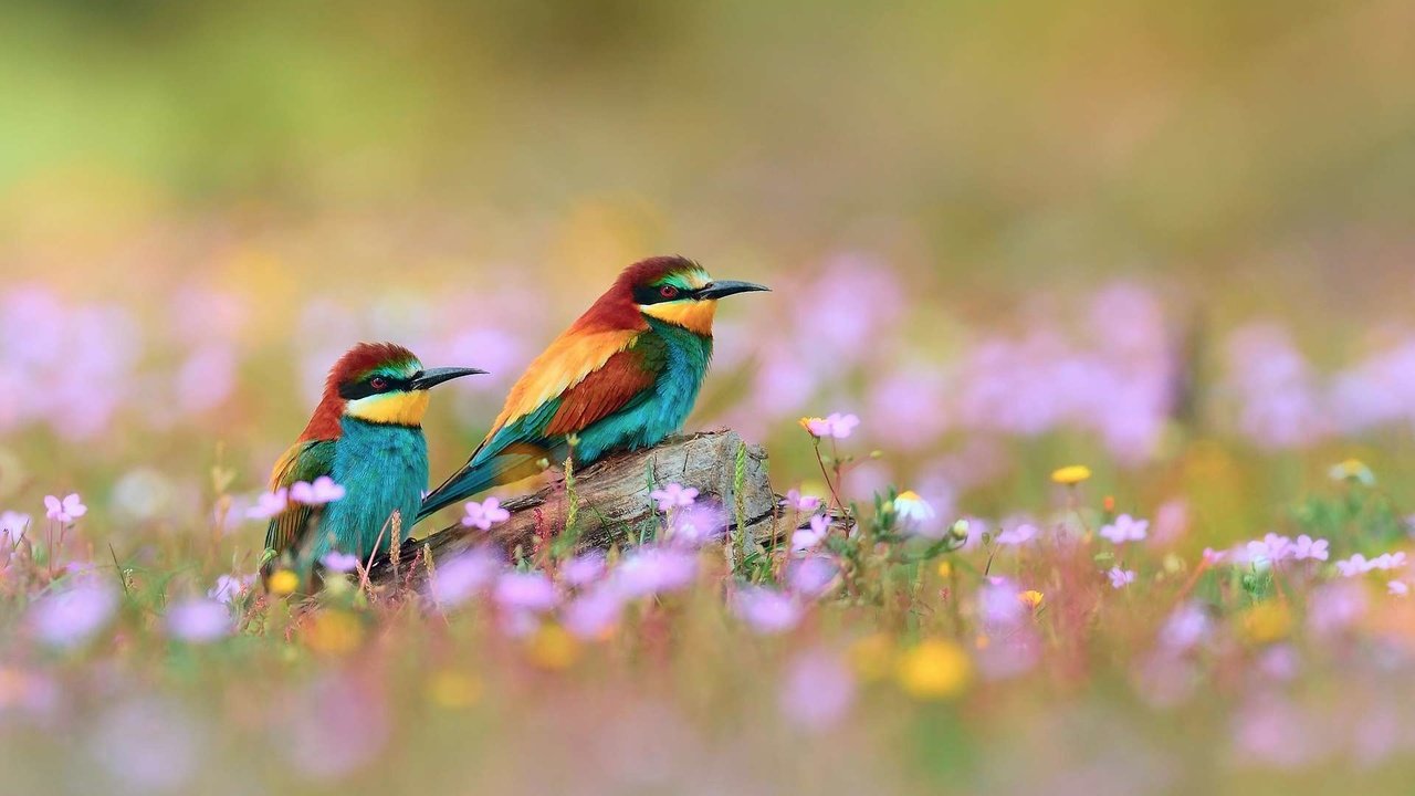 Обои птица, золотистые, щурки, bird, golden, bee-eaters разрешение 1920x1200 Загрузить