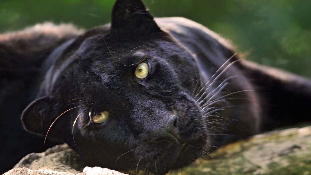 Обои морда, взгляд, хищник, большая кошка, пантера, черный ягуар, face, look, predator, big cat, panther, black jaguar разрешение 1920x1200 Загрузить