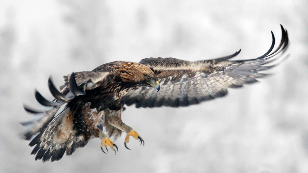 Обои полет, крылья, орел, птица, клюв, перья, хищная птица, flight, wings, eagle, bird, beak, feathers, bird of prey разрешение 1920x1200 Загрузить