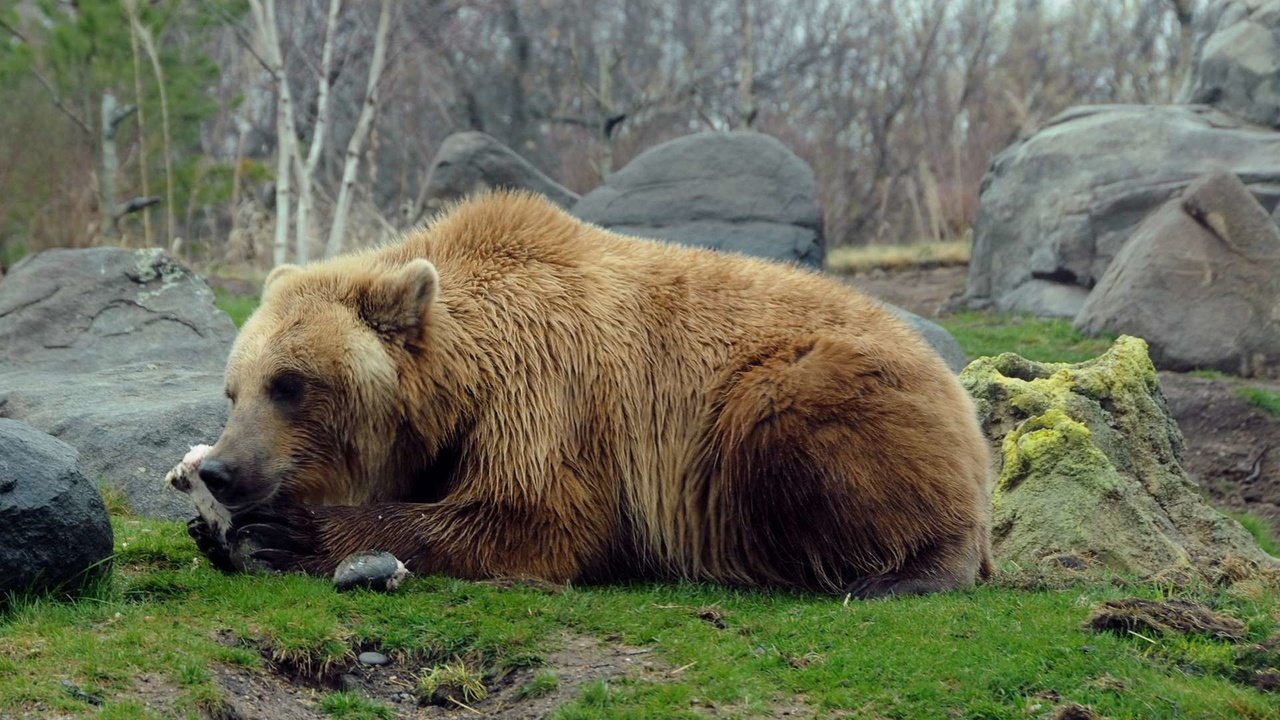 Обои природа, камни, медведь, хищник, гризли, nature, stones, bear, predator, grizzly разрешение 1920x1200 Загрузить