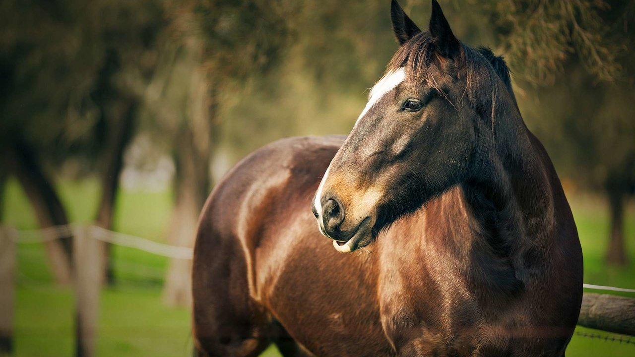 Обои лошадь, фон, лето, размытость, конь, horse, background, summer, blur разрешение 1920x1200 Загрузить