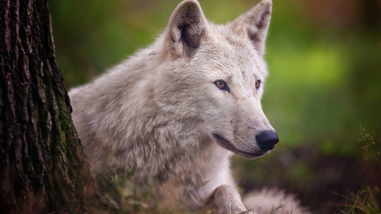 Обои дерево, взгляд, белый, хищник, волк, арктический волк, tree, look, white, predator, wolf, arctic wolf разрешение 1920x1200 Загрузить