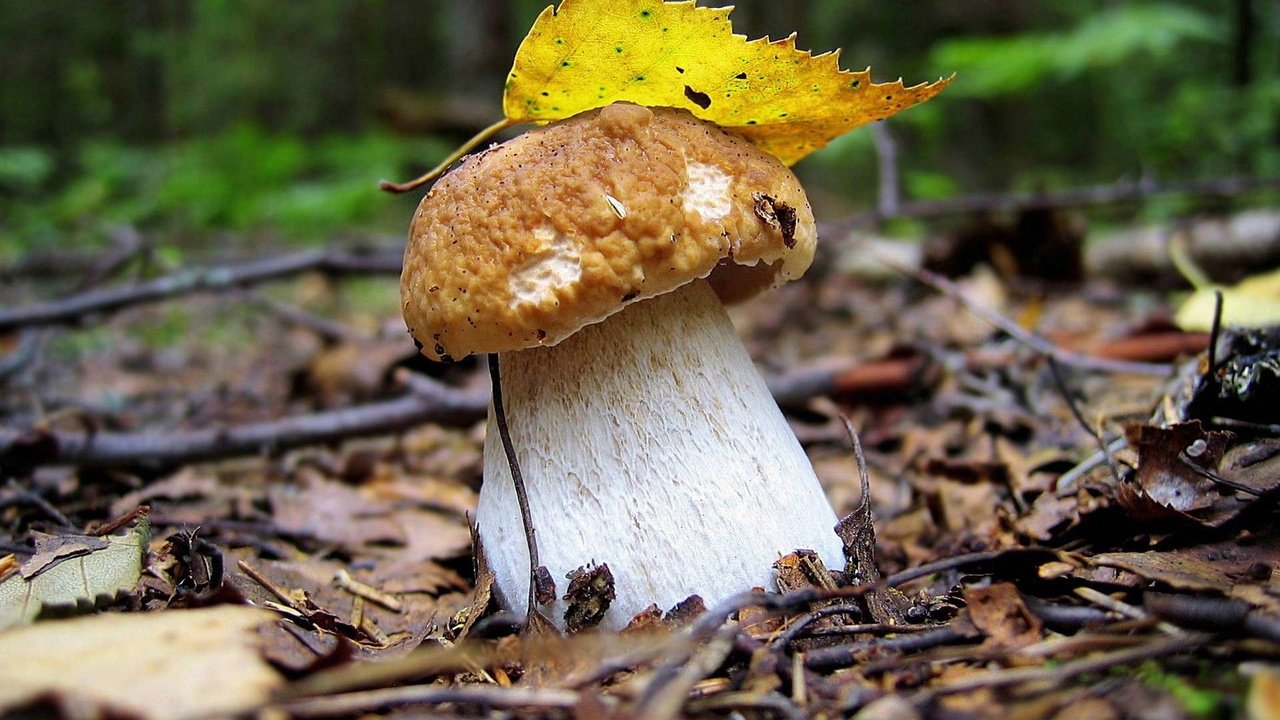 Обои лес, осень, лист, гриб, грибок, белый гриб, боровик, forest, autumn, sheet, mushroom, fungus, white mushroom, borovik разрешение 1920x1200 Загрузить