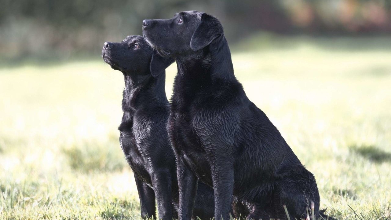 Обои трава, чёрные, лабрадор, собаки, сидят, две собаки, grass, black, labrador, dogs, sitting, two dogs разрешение 1920x1200 Загрузить