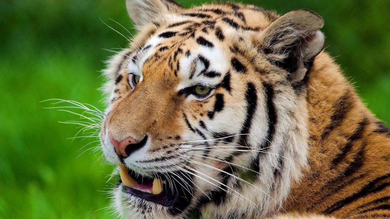 Обои тигр, серьёзный тигр, морда, полоски, усы, смотрит, хищник, большая кошка, отдых, tiger, serious tiger, face, strips, mustache, looks, predator, big cat, stay разрешение 1920x1200 Загрузить