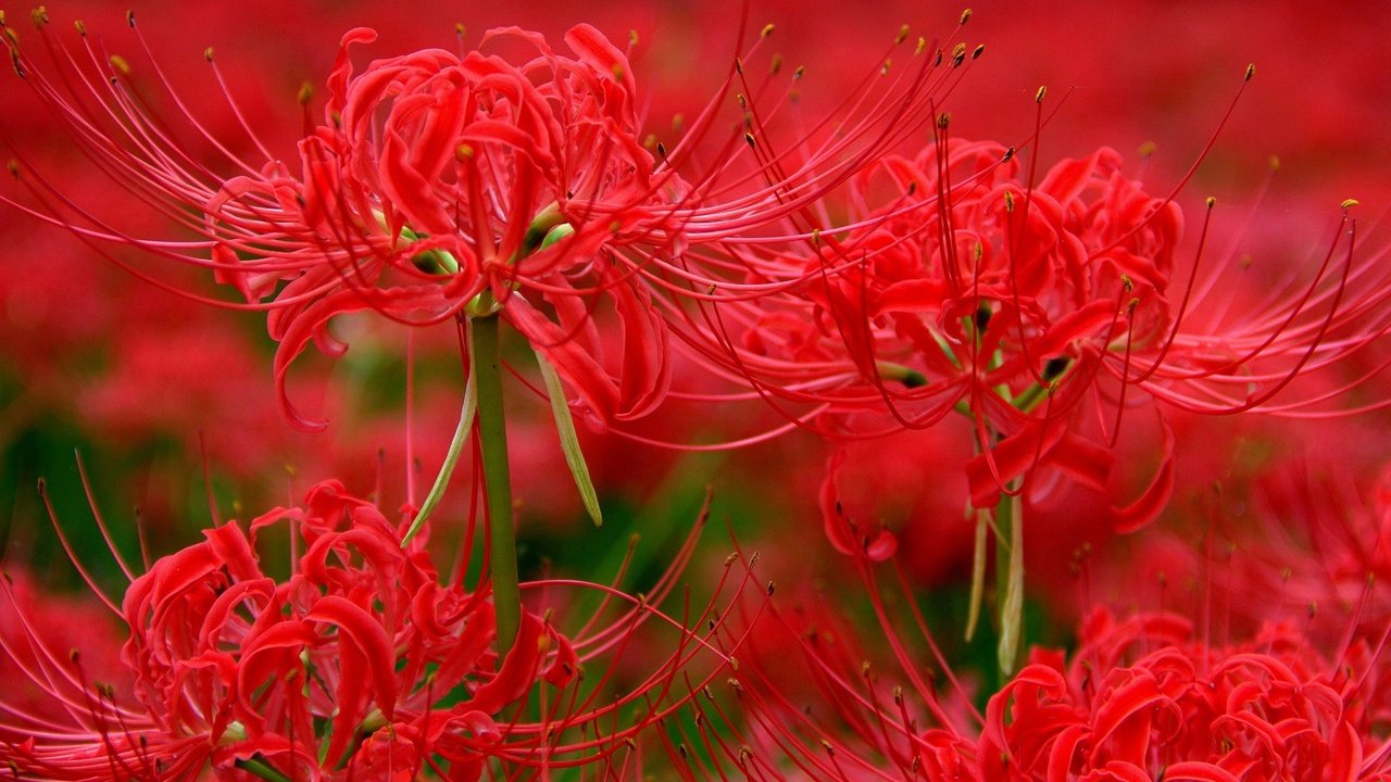 Обои цветы, макро, красная, лилии, лилия паучья, ликорис, flowers, macro, red, lily, lily spider, he lost his parents, разрешение 2048x1264 Загрузить