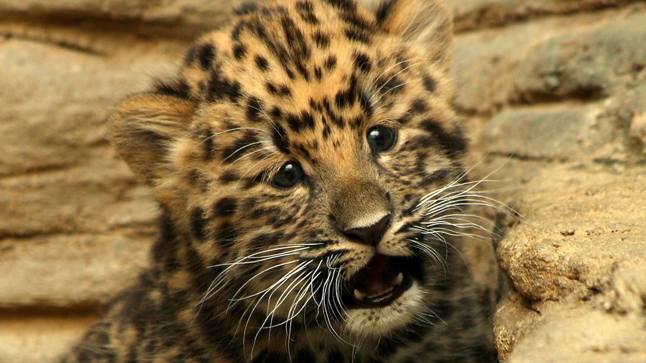 Обои котенок, маленький, леопард, малыш, гепард, детеныш, kitty, small, leopard, baby, cheetah, cub разрешение 1920x1200 Загрузить