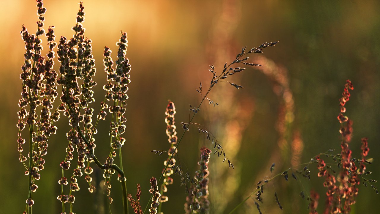 Обои трава, природа, макро, луг, растение, grass, nature, macro, meadow, plant разрешение 1920x1200 Загрузить