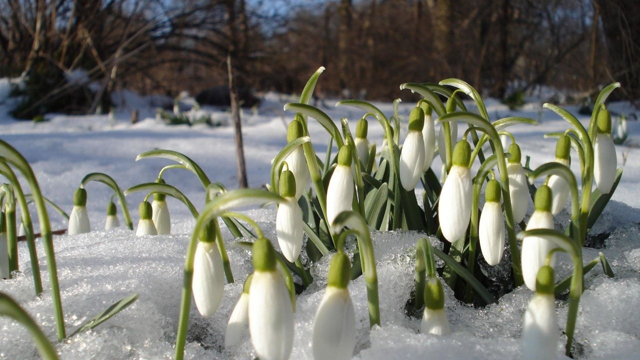 Обои цветы, снег, весна, подснежники, проталины, flowers, snow, spring, snowdrops, thawed разрешение 1920x1200 Загрузить