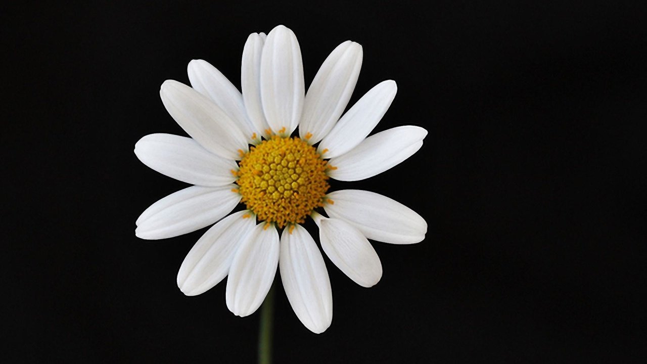 Обои макро, цветок, лепестки, ромашка, черный фон, macro, flower, petals, daisy, black background разрешение 1920x1200 Загрузить