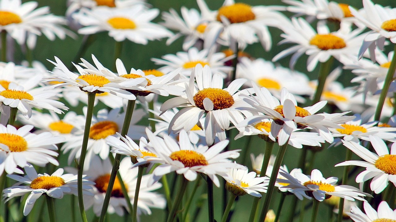 Обои цветы, природа, ромашки, flowers, nature, chamomile разрешение 1920x1080 Загрузить