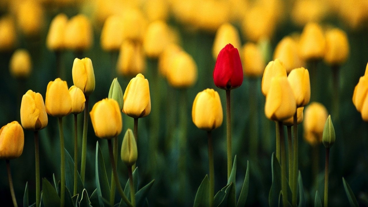 Обои цветы, бутоны, весна, тюльпаны, flowers, buds, spring, tulips разрешение 1920x1080 Загрузить