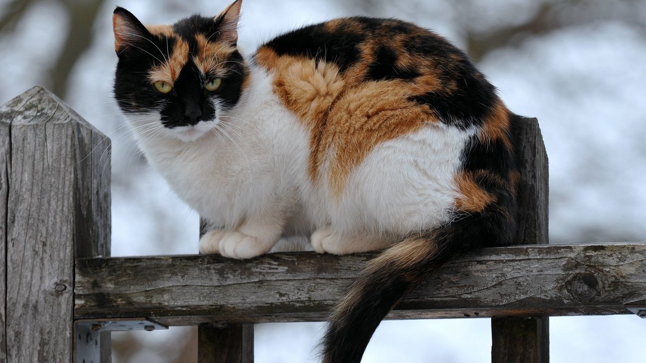Обои кот, кошка, забор, сидит, пятнистый, трехцветный, cat, the fence, sitting, spotted, tri-color разрешение 1920x1200 Загрузить