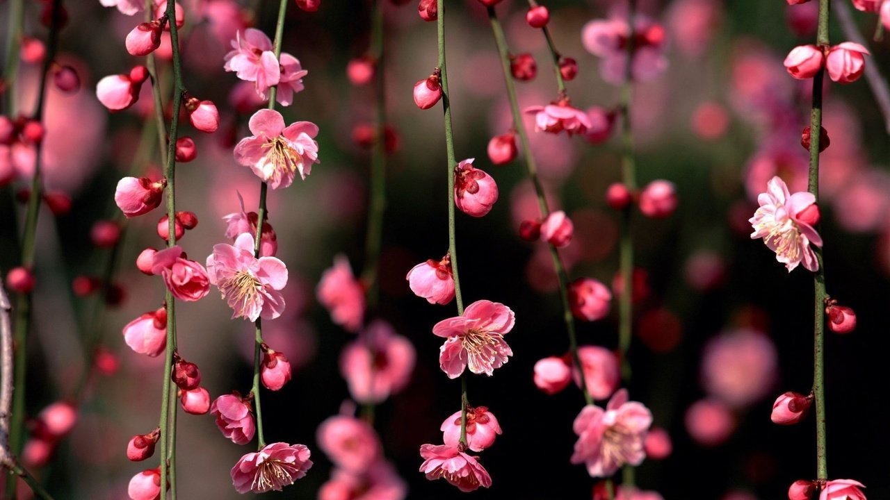 Обои цветы, цветение, бутоны, ветки, весна, сакура, flowers, flowering, buds, branches, spring, sakura разрешение 1920x1080 Загрузить