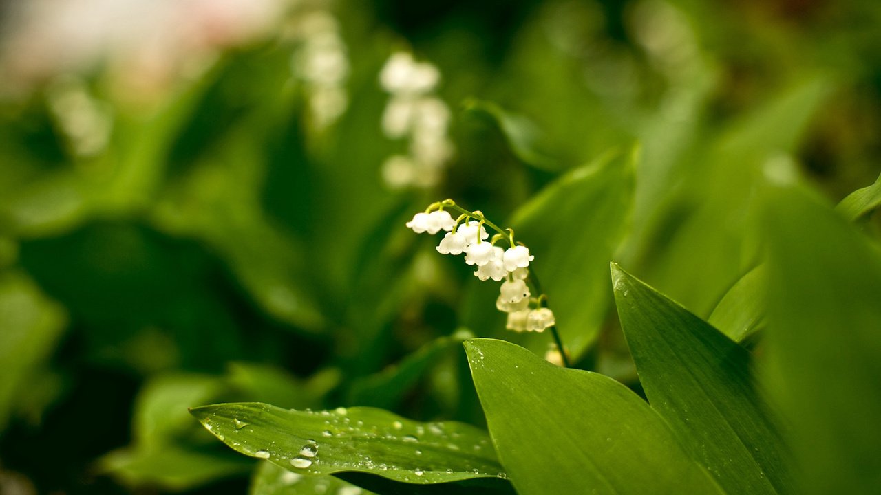 Обои цветы, природа, ландыш, flowers, nature, lily of the valley разрешение 1920x1080 Загрузить