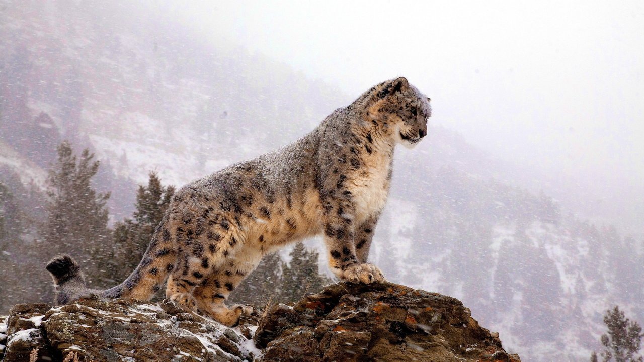 Обои горы, снег, зима, хищник, большая кошка, снежный барс, ирбис, mountains, snow, winter, predator, big cat, snow leopard, irbis разрешение 2560x1600 Загрузить