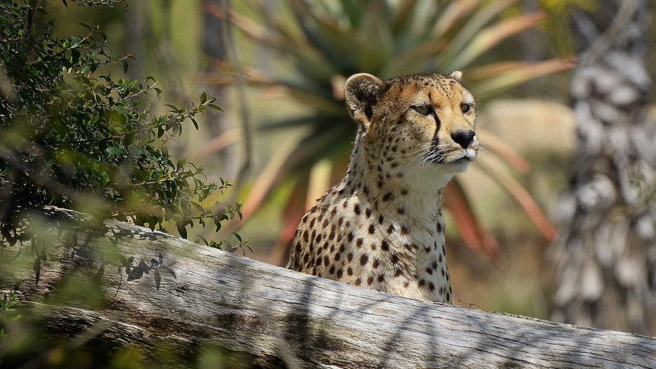 Обои морда, взгляд, хищник, интерес, гепард, face, look, predator, interest, cheetah разрешение 1920x1200 Загрузить