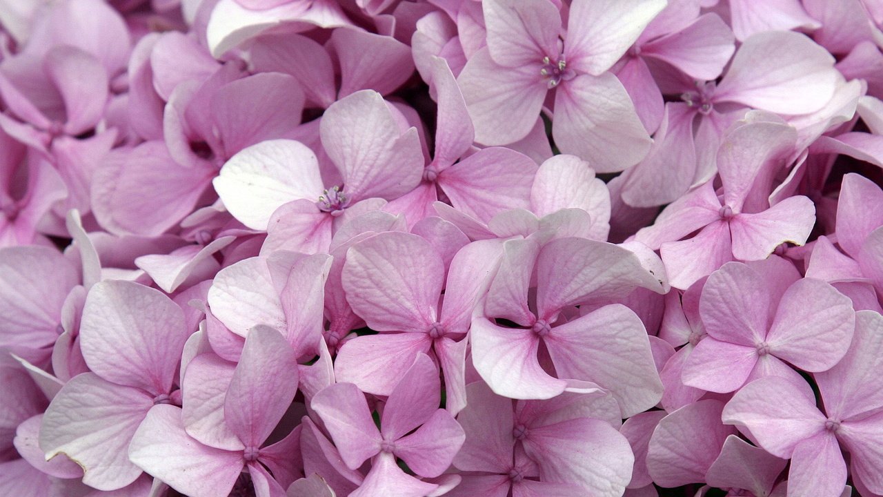 Обои цветы, розовые, гортензия, flowers, pink, hydrangea разрешение 1920x1080 Загрузить