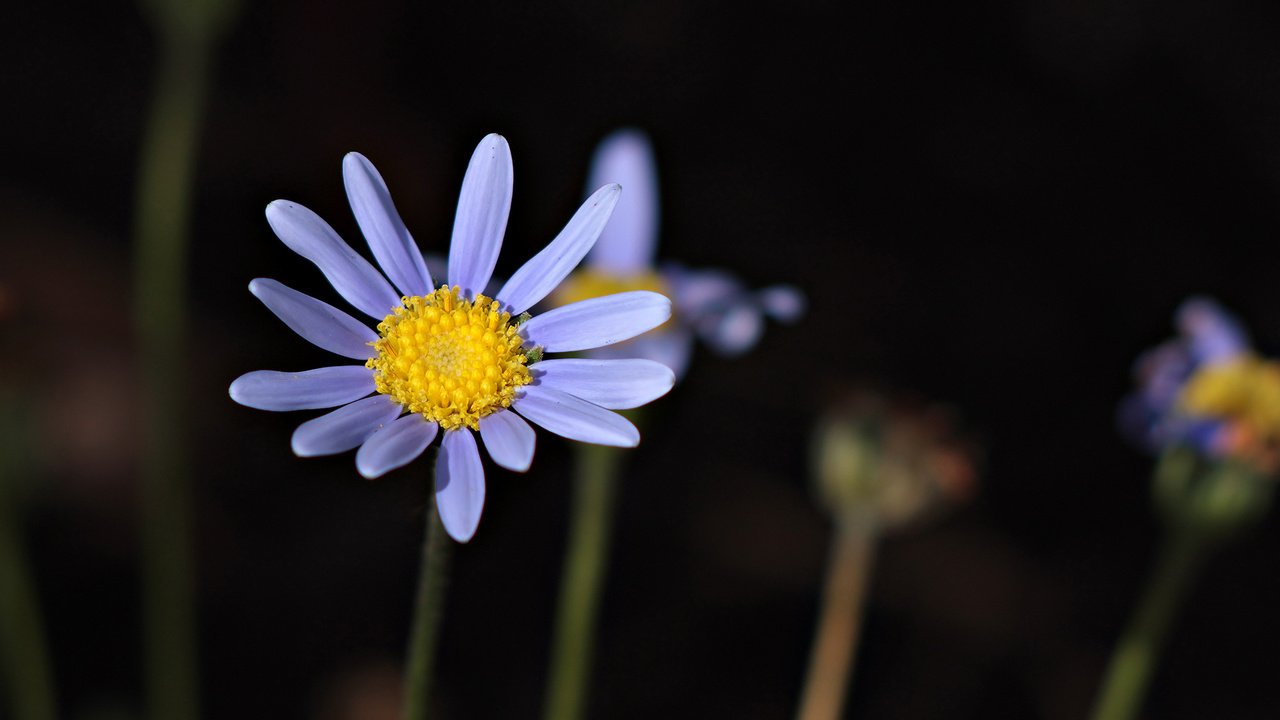 Обои цветок, стебель, сиреневый, полевой, flower, stem, lilac, field разрешение 1920x1080 Загрузить