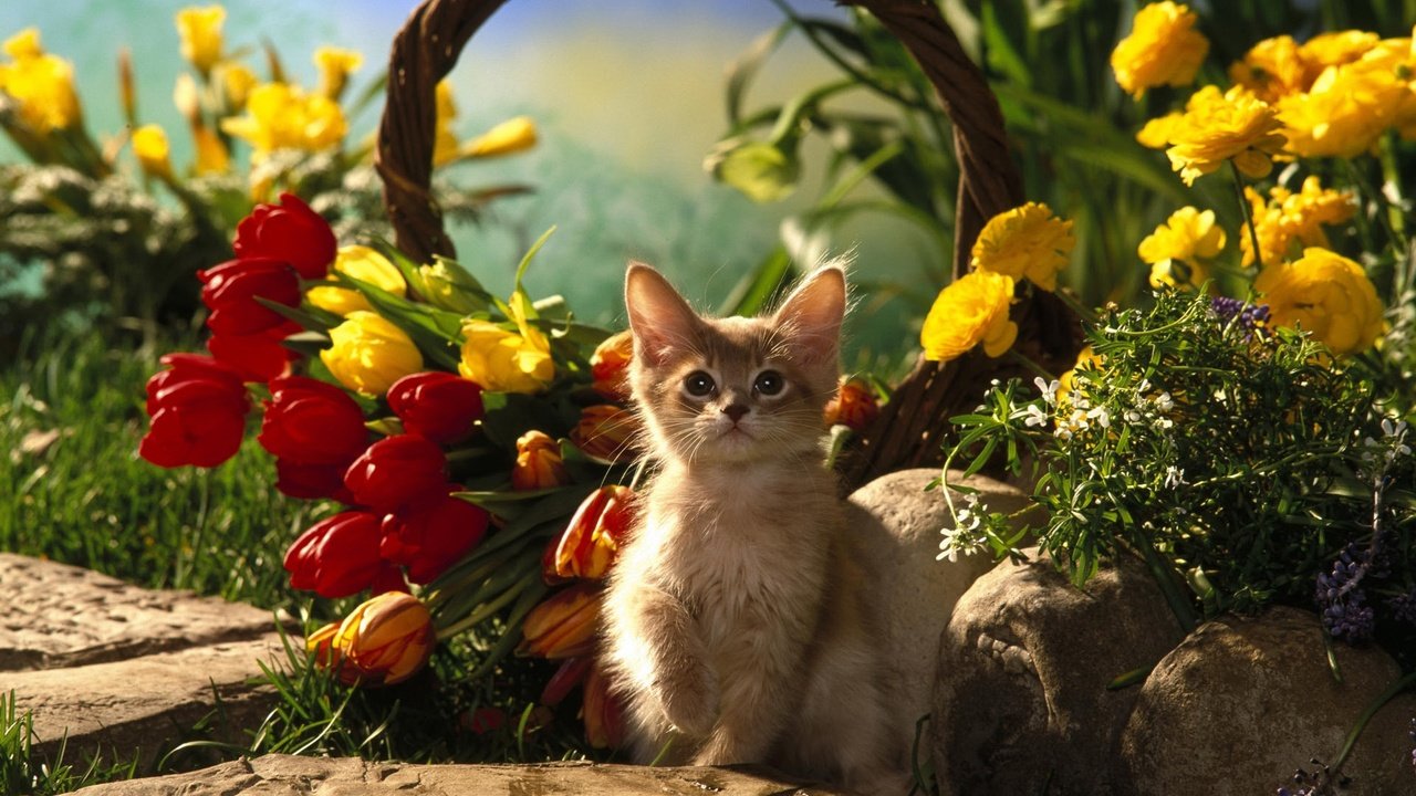 Обои лето, котенок, тюльпаны, корзина. цветы, summer, kitty, tulips, basket. flowers разрешение 1920x1200 Загрузить