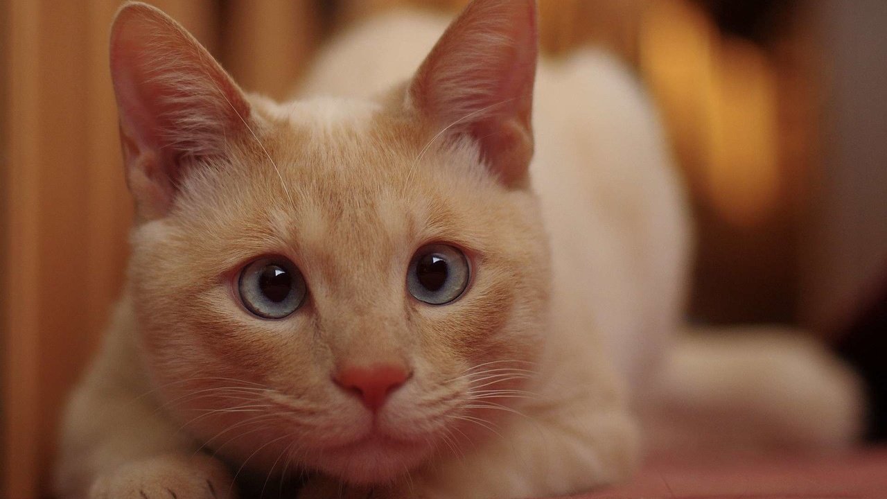 Обои глаза, кот, кошка, смотрит, белый кот, eyes, cat, looks, white cat разрешение 1920x1200 Загрузить