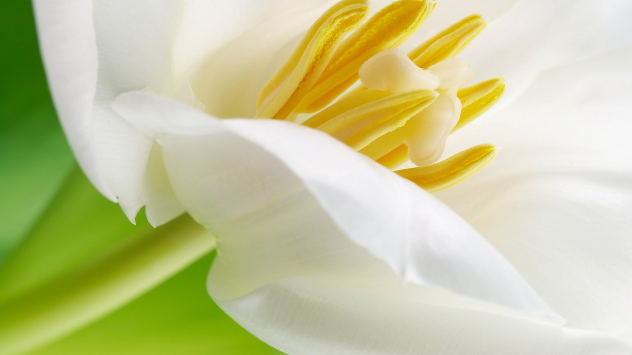 Обои макро, цветок, лепестки, белый, красивый, тюльпан, macro, flower, petals, white, beautiful, tulip разрешение 2560x1600 Загрузить