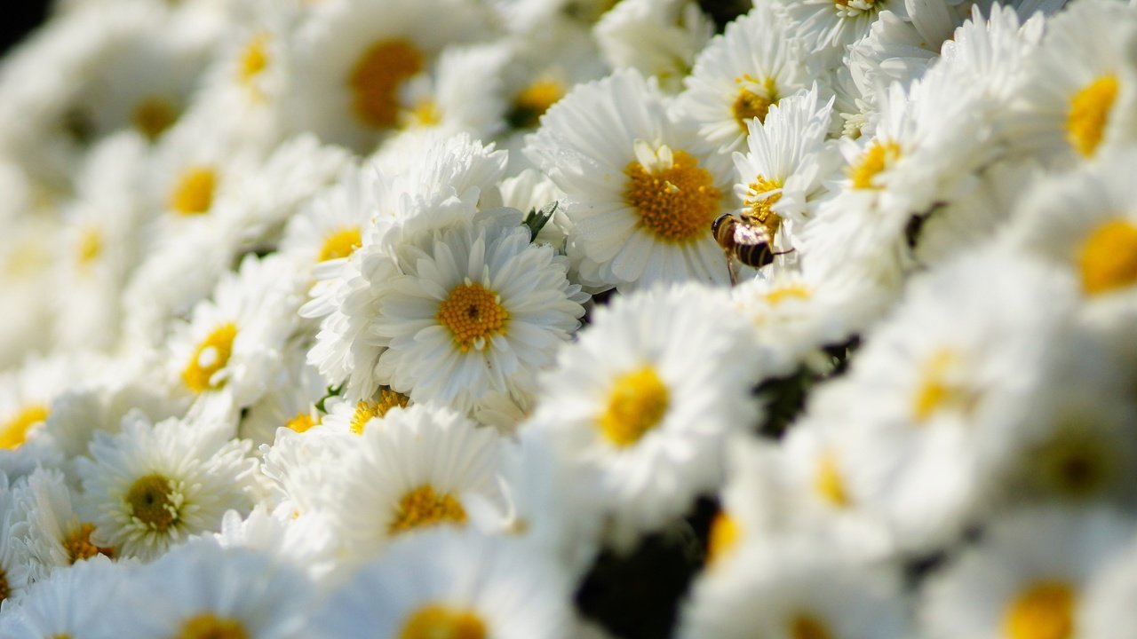 Обои цветы, насекомое, ромашки, белые, пчела, хризантемы, flowers, insect, chamomile, white, bee, chrysanthemum разрешение 2880x1800 Загрузить