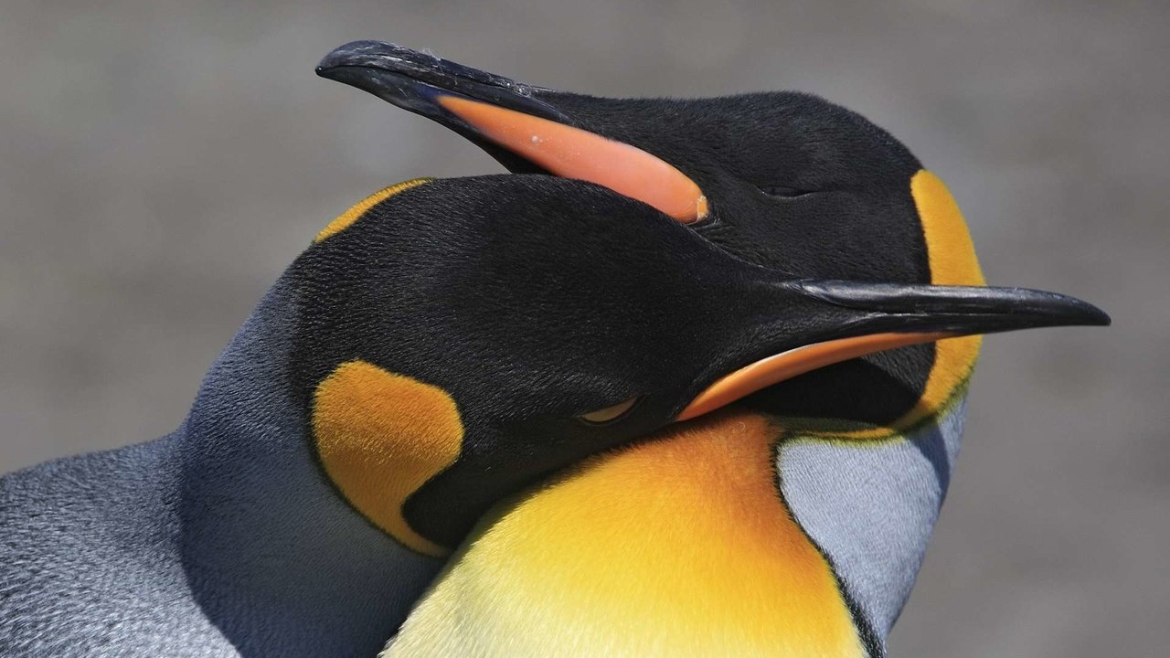 Обои птицы, любовь, пара, пингвины, birds, love, pair, penguins разрешение 1920x1200 Загрузить