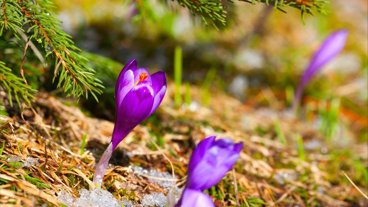 Обои цветы, трава, снег, хвоя, ель, сухая, первоцвет, крокус, flowers, grass, snow, needles, spruce, dry, primrose, krokus разрешение 2880x1800 Загрузить