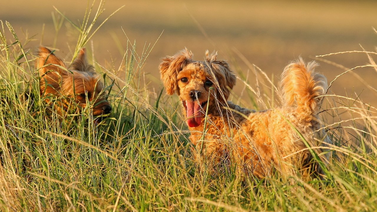 Обои поле, лето, пудель, собаки, йоркширский терьер, собачки в траве, field, summer, poodle, dogs, yorkshire terrier, dog in the grass разрешение 1920x1200 Загрузить